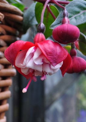 saffdsg 049 (908x1280).jpg