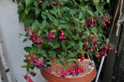 2010 Garten (178) (1280x850).jpg