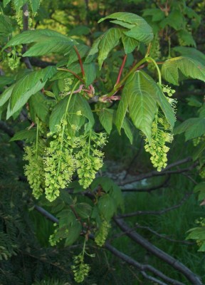Ahorn (Berg)- Blüte 3.jpg