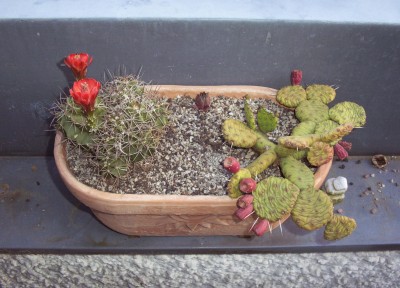 2011-05-06 - Kakteen 001.jpg