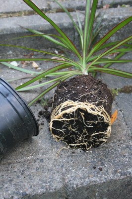 Dracaena-Kopfsteckling-Wurzel.jpg