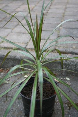 Dracaena-Kopfsteckling.jpg