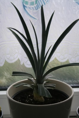 Ananas-Neu.jpg