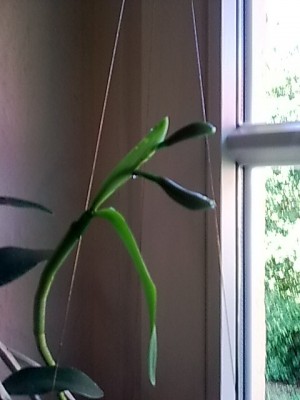 Cattleya forbesii....JPG