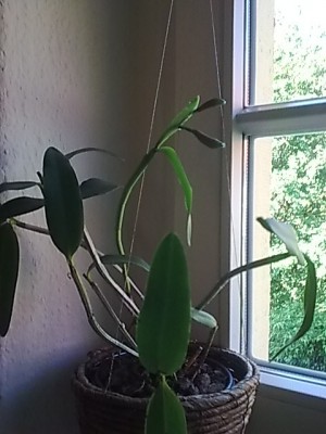 Cattleya forbesii...JPG