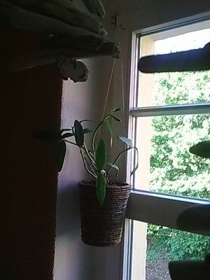 Cattleya forbesii.JPG