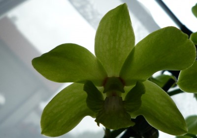 Dendrobium Phal grün.JPG