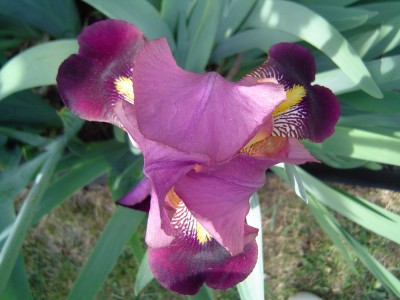 Iris 2011.jpg