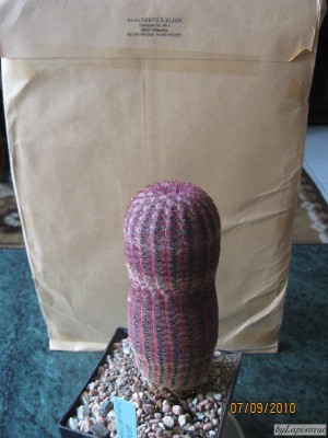 Echinocereus pectinatus var..jpeg