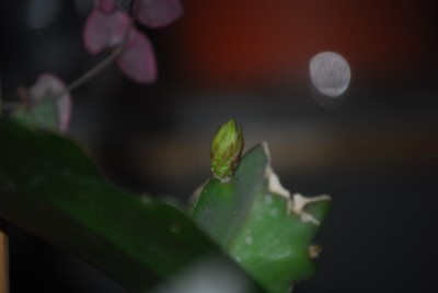 Epiphyllum 016yy.jpg