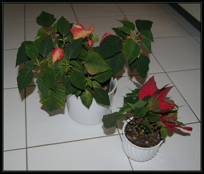 weihnachtsstern.jpg