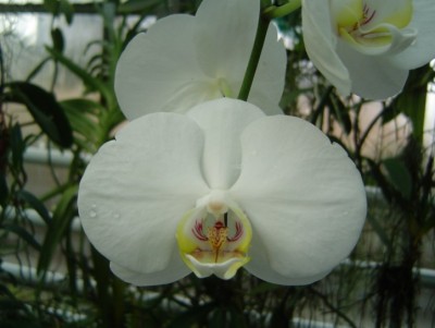 orchidee..jpg
