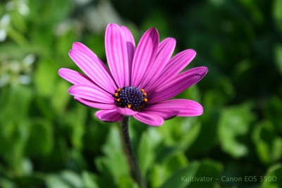 osteospermum.JPG