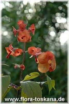 holmskioldia_sanguinea_5_-_251105.jpg