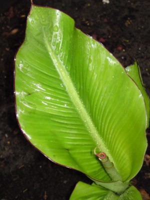 Musa unbekannt2.jpg