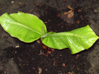 Musa unbekannt.jpg