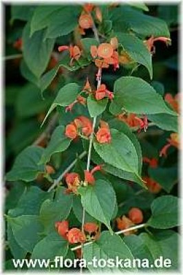 holmskioldia_sanguinea_1_-_061106.jpg