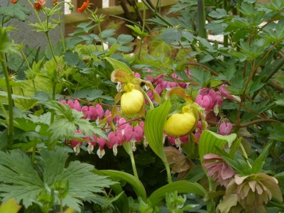 Cypripedium Pueblo.jpg