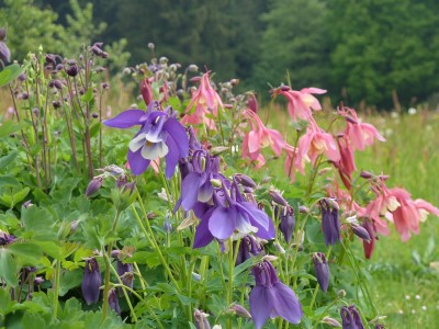 Aquilegia Spring Magic.jpg