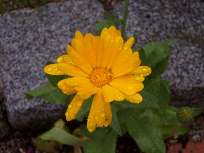 100_2681.JPG