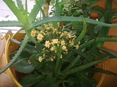 Kalanchoe'gelb-rot gefüllte Blüten.JPG
