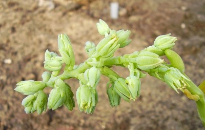 Cremnophila linguifolia (5).jpg
