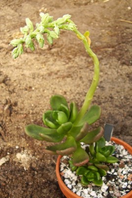 Cremnophila linguifolia (4).jpg