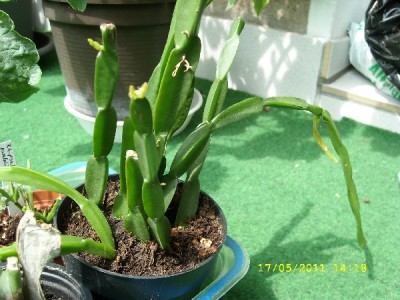 R. paradoxa0KB.jpg