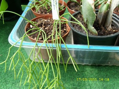 R.baccifera KB.jpg