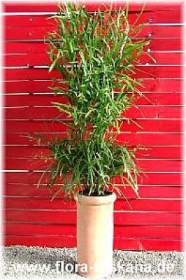 Homalocladium platycladum - Bandbusch- Polygonaceae · Pflanzenlexikon &  Steckbriefe · GREEN24 Pflanzen & Garten Forum