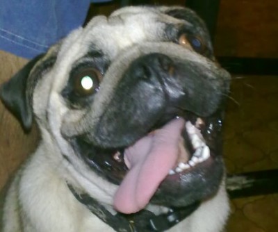 cooldog1.jpg