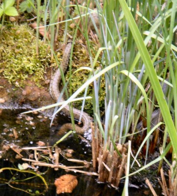 DSC02953_2.JPG