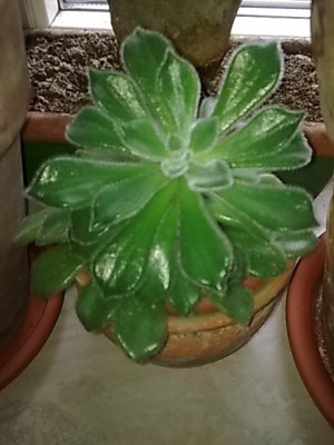Echeveria...JPG