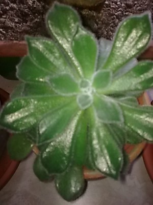 Echeveria.JPG