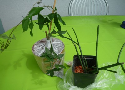 Passiflora und tirucalli v. Gluggsmarie.JPG
