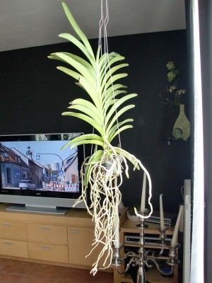 Vanda Blue Magic 16.jpg