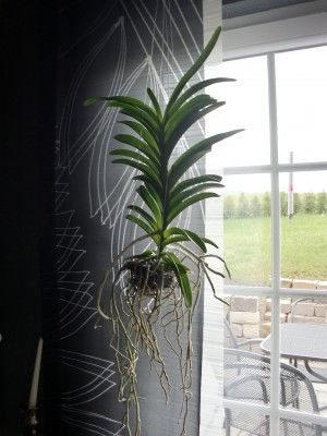 Vanda Blue Magic 15.jpg