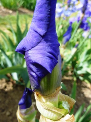 Blue Lustre 2.JPG