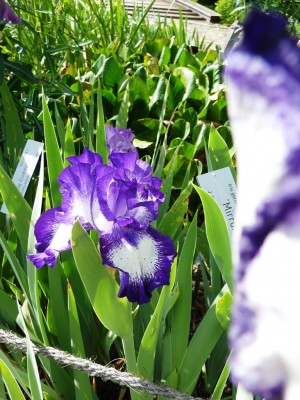 Mirror Image.JPG