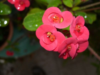 CIMG0430.JPG