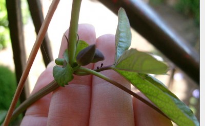 constance elliot.JPG