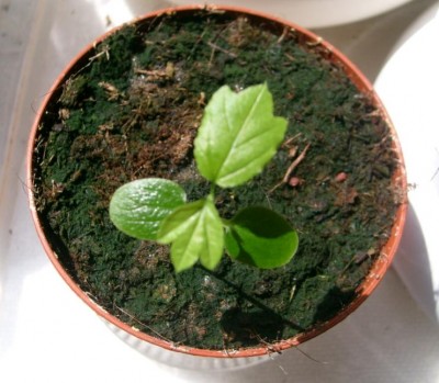 passiflora vitifolia.JPG