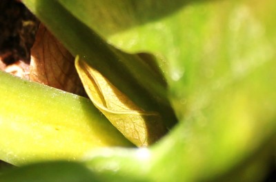 IMG_0996.JPG