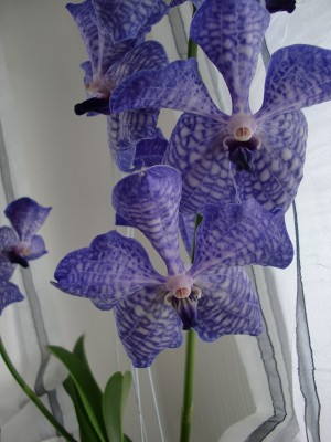 Vanda Blue Magic 5.jpg