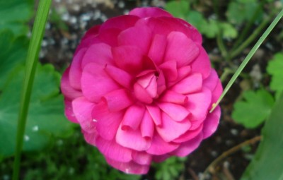 Ranunkel pink.JPG