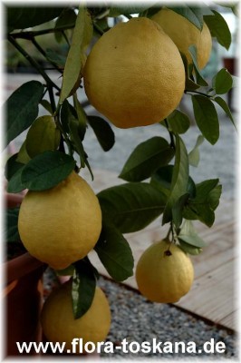 citrus_lipo_4_-_101206.jpg