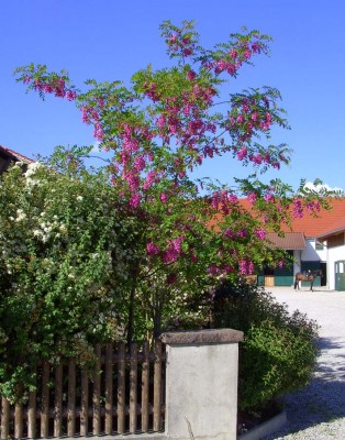 Robinie0874.jpg