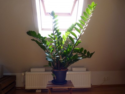 P1000379.JPG