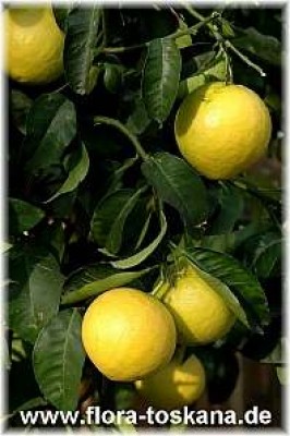 citrus_medica_digitata4_-_251105.jpg