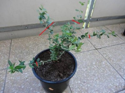 olive.jpg